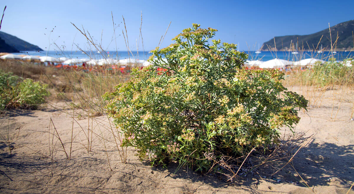 Le spiagge dell'Isola d'Elba